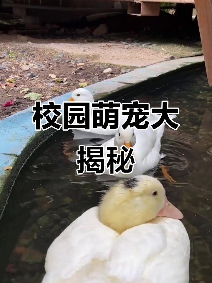 学府中学惊现王思聪同款柯尔鸭,超萌!