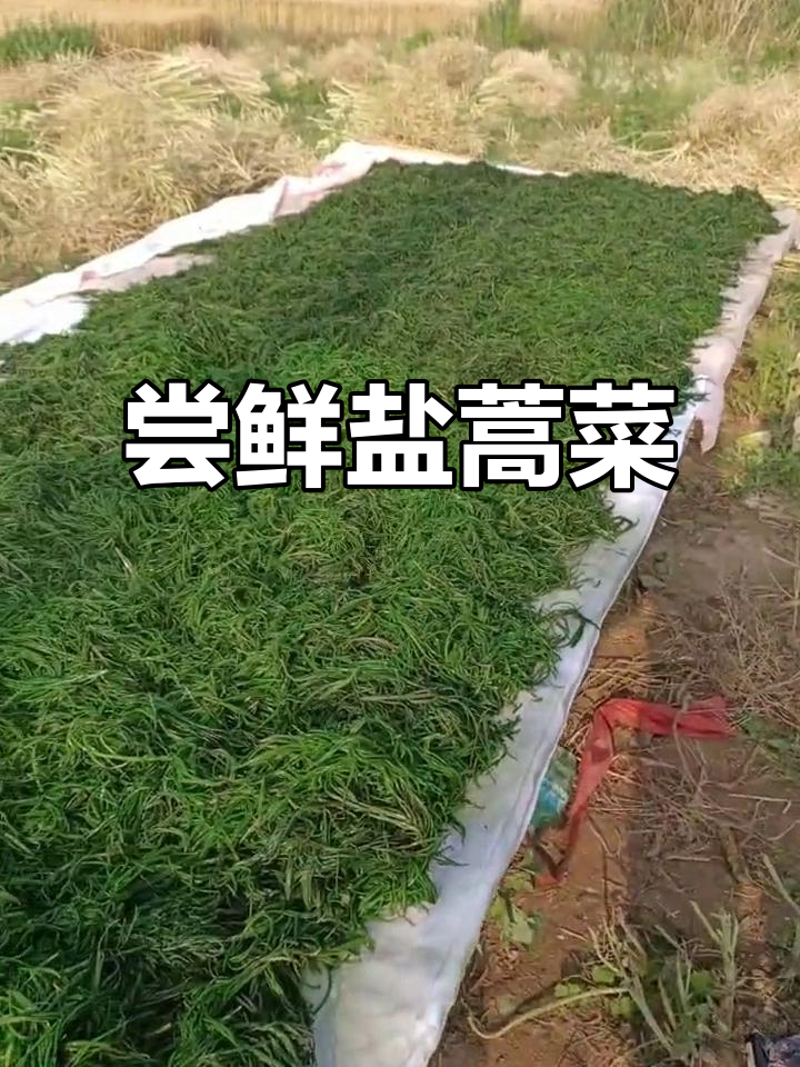 滨海人必试盐蒿菜,味道超赞!