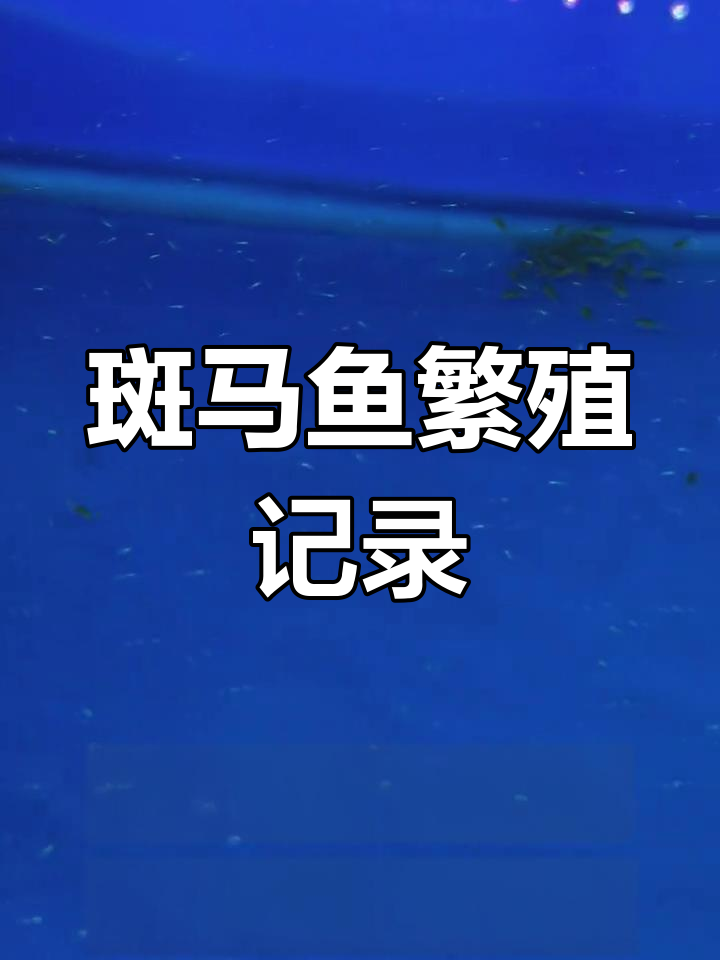 蝶翼斑马鱼繁殖记:从起飞到出苗,一月见证奇迹