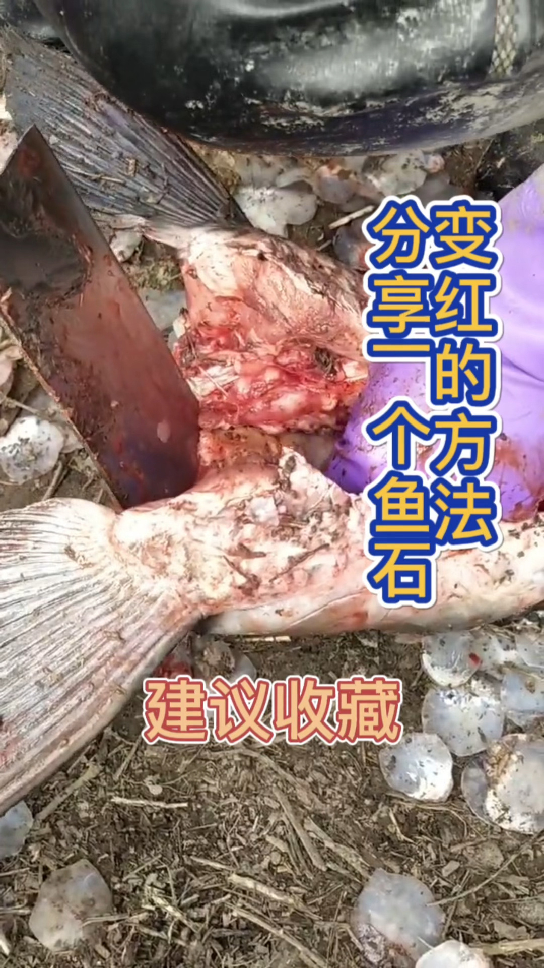 大多数人都喜欢红色的青鱼石但是不懂鱼石变红的方法我来教大家建