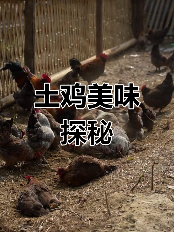 龙胜凤鸡的美味,你了解吗?