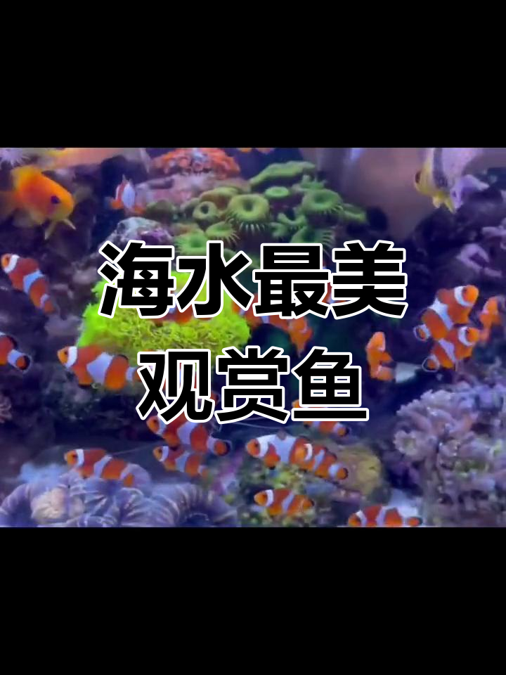 海水观赏鱼大揭秘:七彩麒麟、小丑鱼等美丽品种