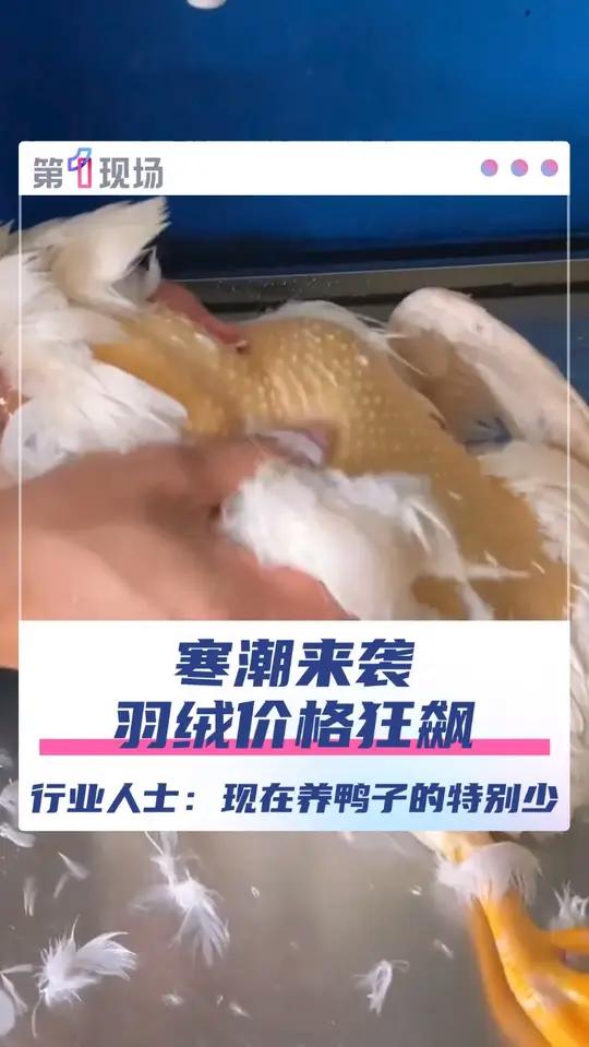 寒潮来袭羽绒价格狂飙,1吨鸭绒从17万元涨至58万元,鹅绒更是高达98万元一吨。行业人士透