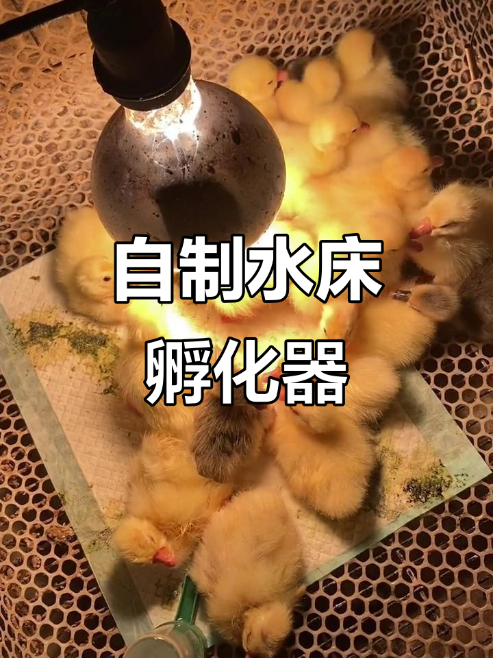 家庭自制水床孵化器,轻松保温半个月