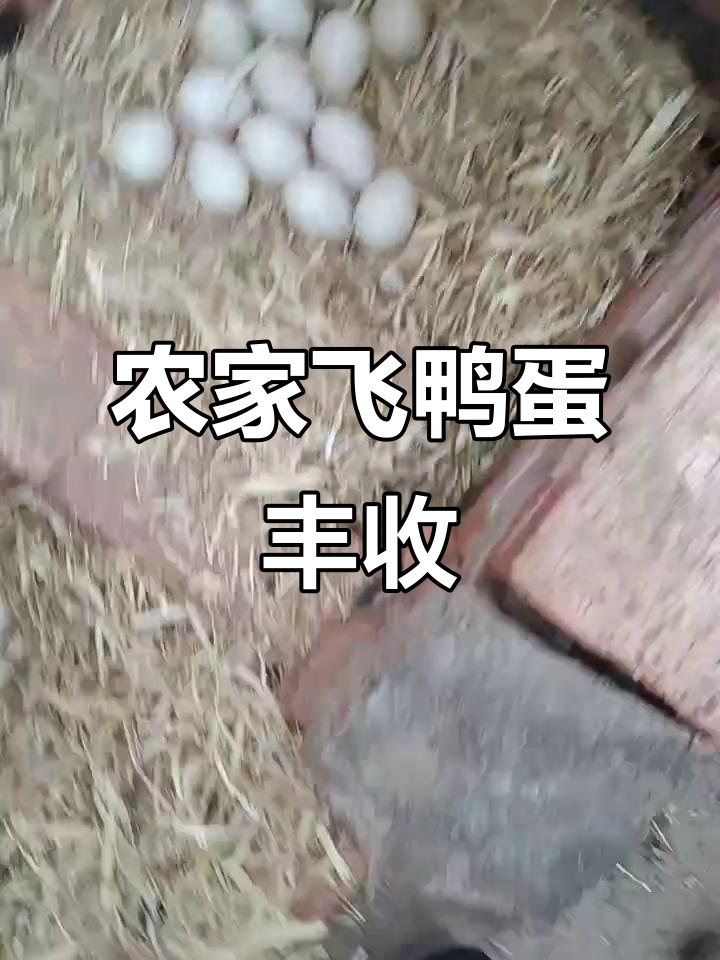农家飞鸭蛋大丰收,哥哥带你尝鲜!