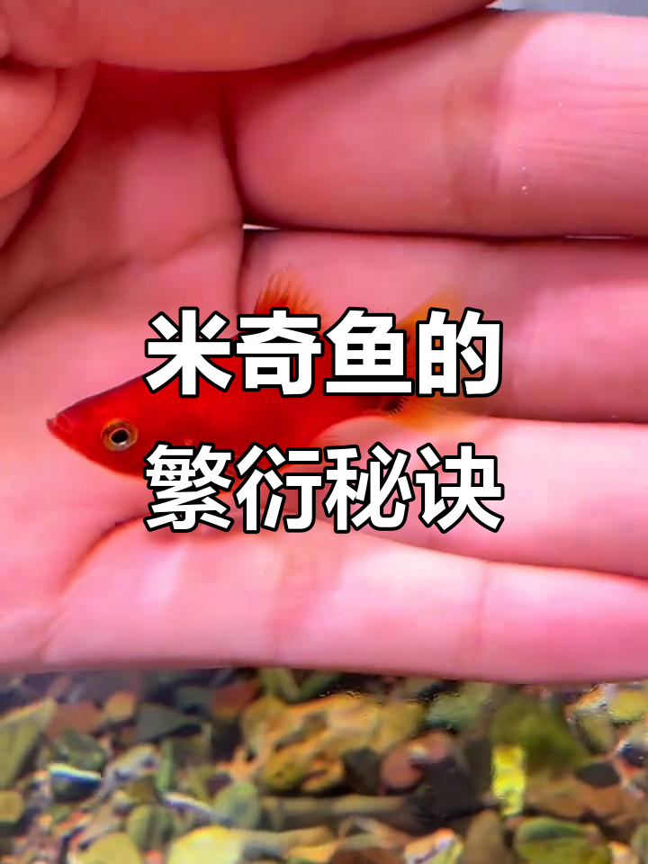 米奇鱼繁殖频繁,轻松养育,每月都能收获一窝小家伙