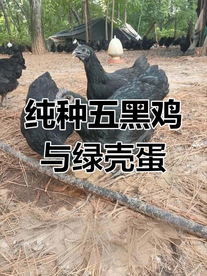 五黑鸡绿壳蛋揭秘:纯种与非纯种的差异