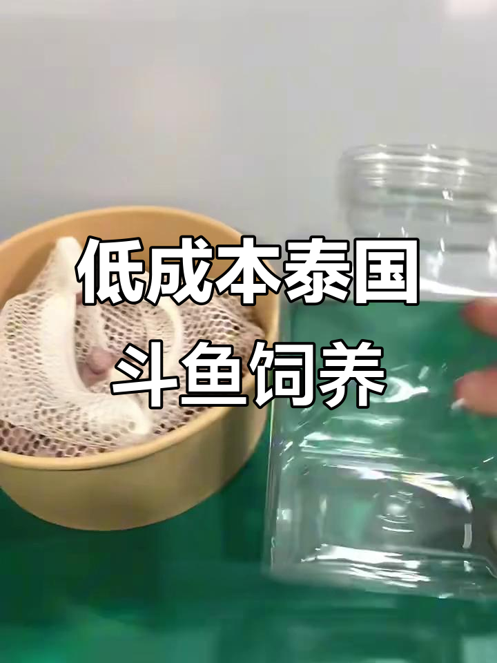 不到十元养泰国斗鱼，简单又美观