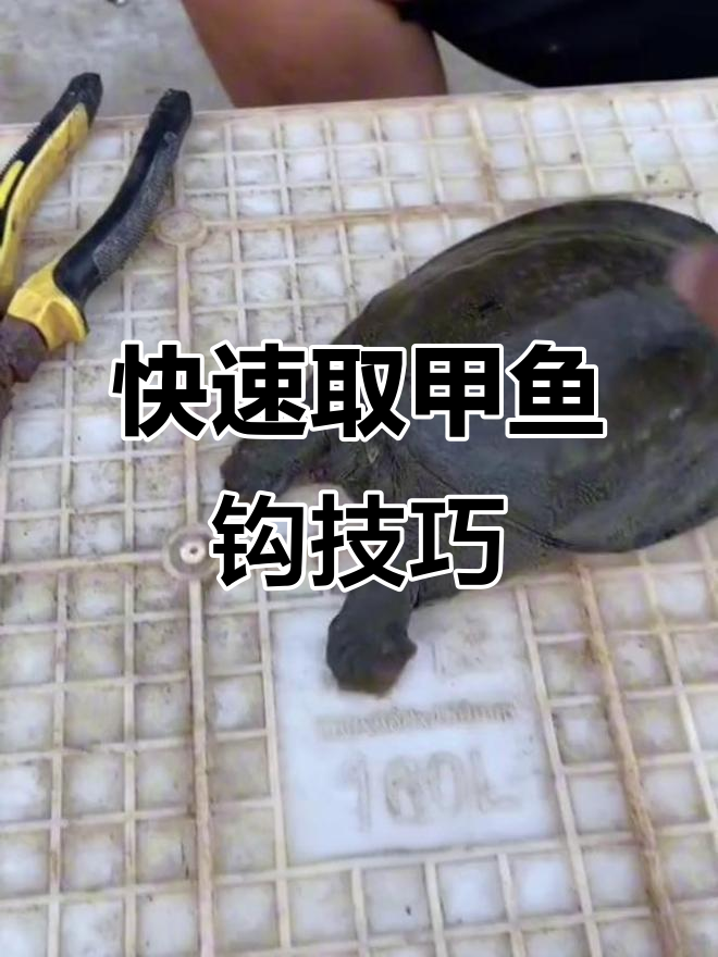 如何轻松取出甲鱼钩？详细步骤解析