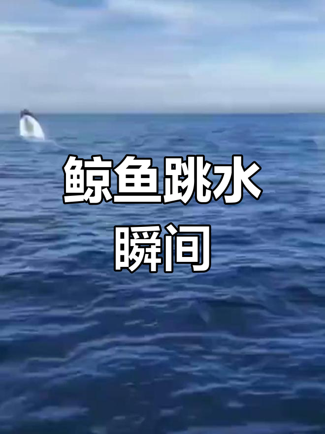 海浪中的鲸鱼跳跃