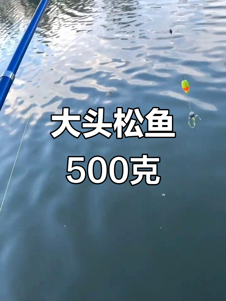 夏天悄悄过去,大头松鱼一斤500克,秘密藏心底