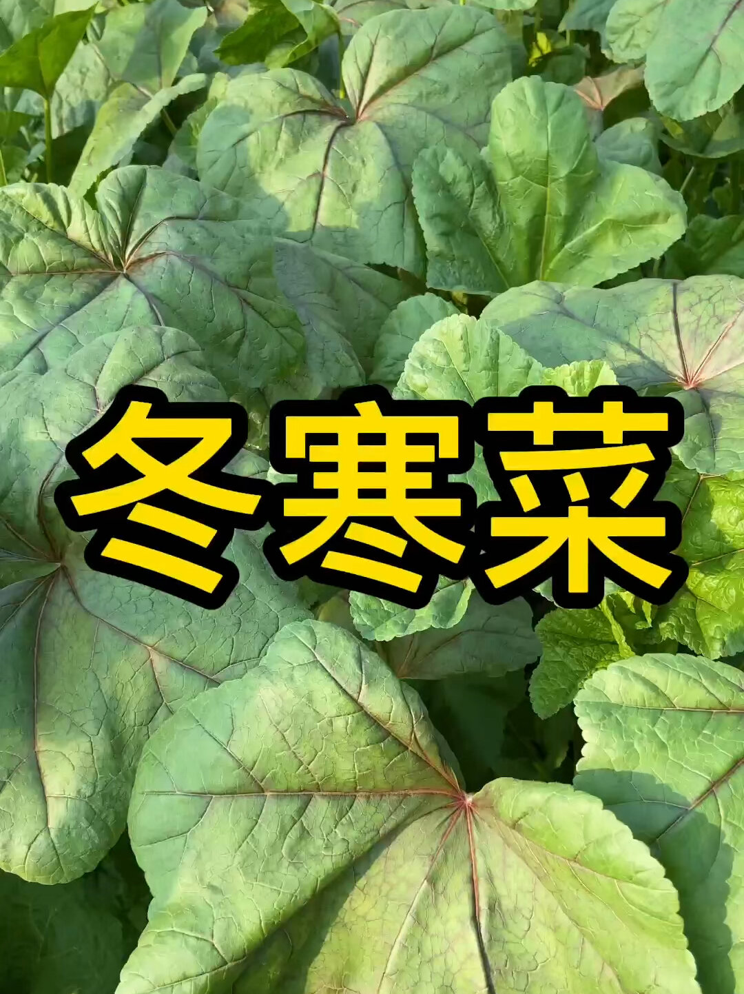 冬寒菜是耐寒蔬菜,煲汤做菜鲜香美味