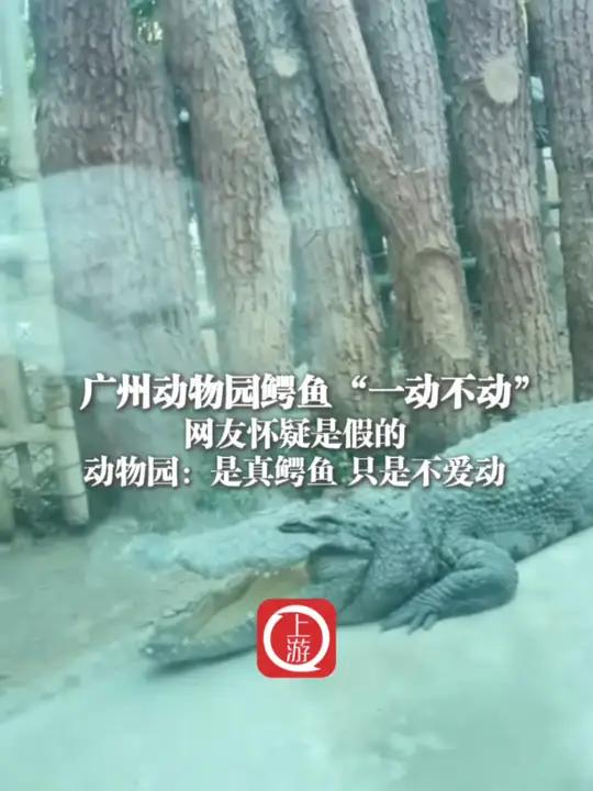 2月18日(采访时间),广州动物园鳄鱼“一动不动”网友怀疑是假的 动物园:是真鳄鱼 只是不