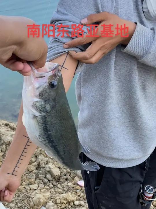 江鱼3到7斤已经入塘,目前塘内有鲈鱼和鳜鱼及清江鱼,解锁更多鱼种,教你如何做钓