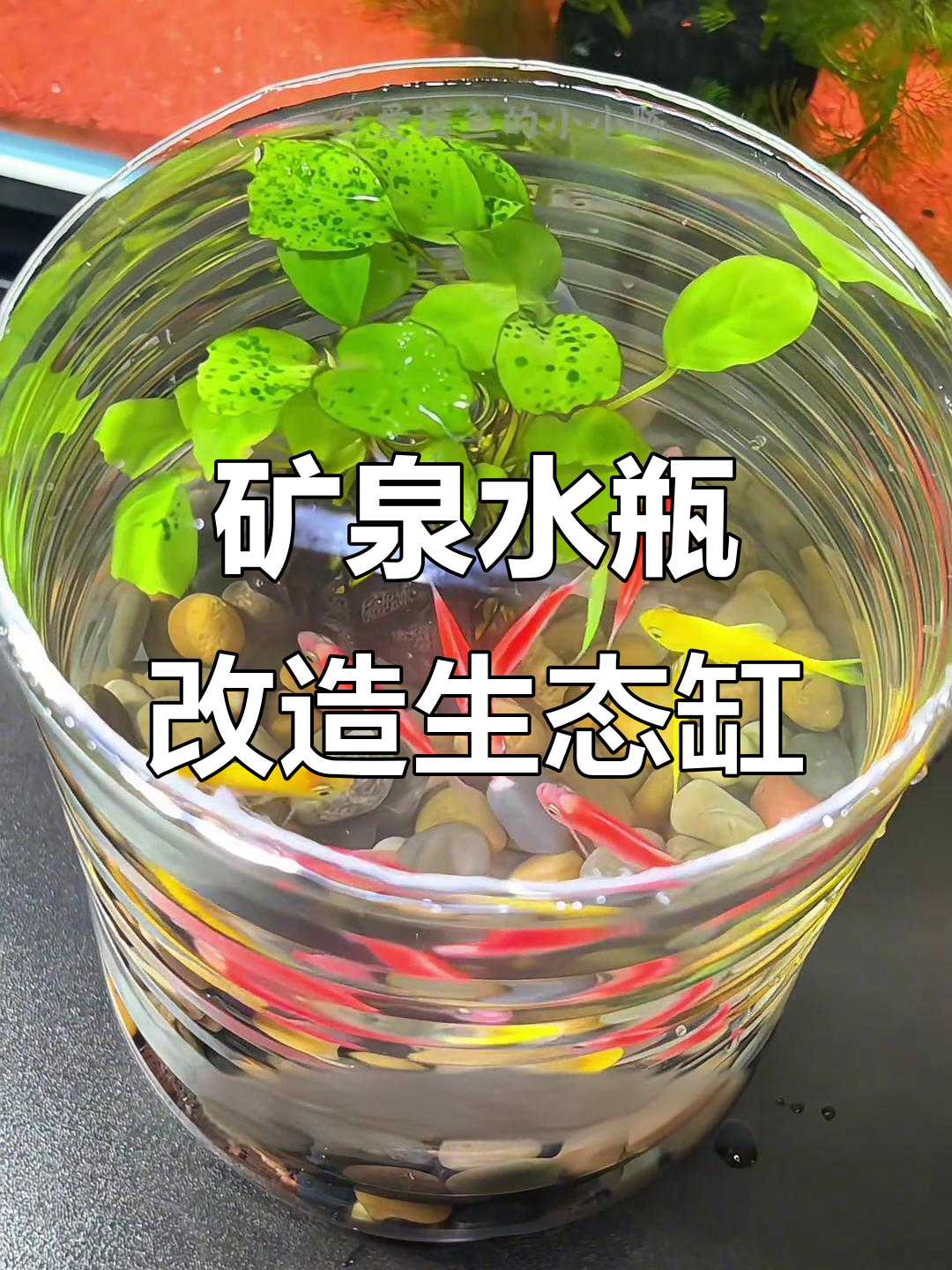 用矿泉水瓶打造原生鱼缸，简单又美观