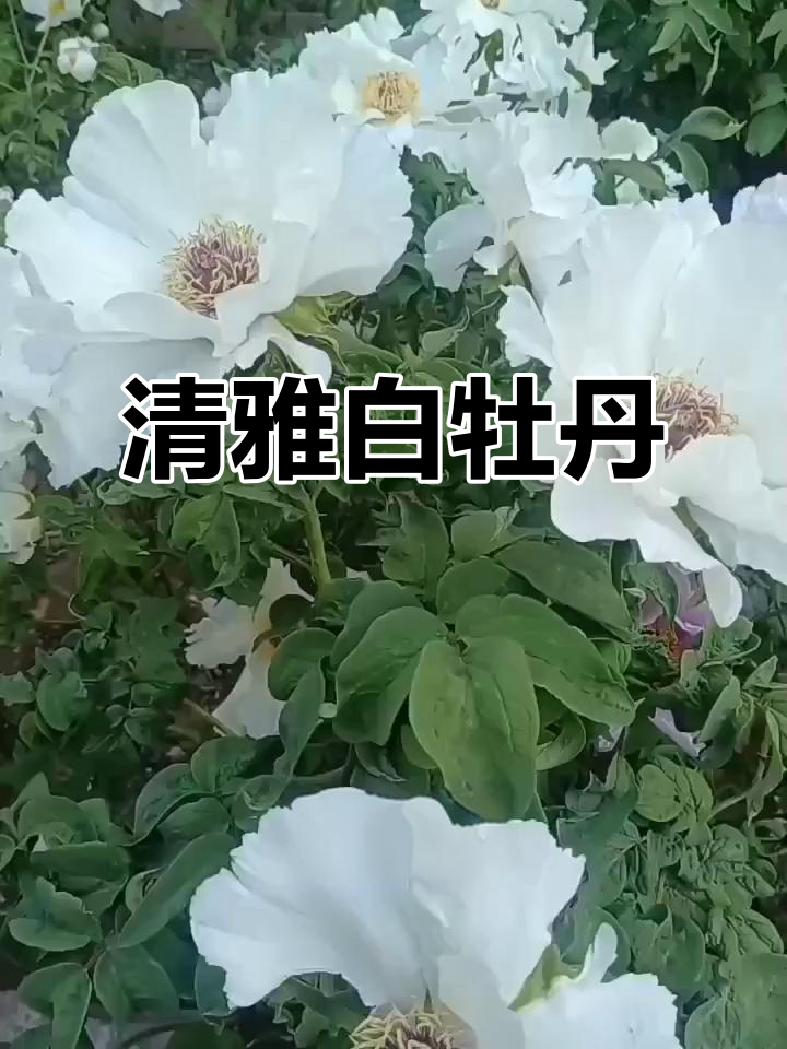 白牡丹:清雅脱俗,春光酿琼浆