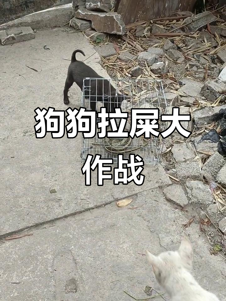 小狗带大便,现场实拍!