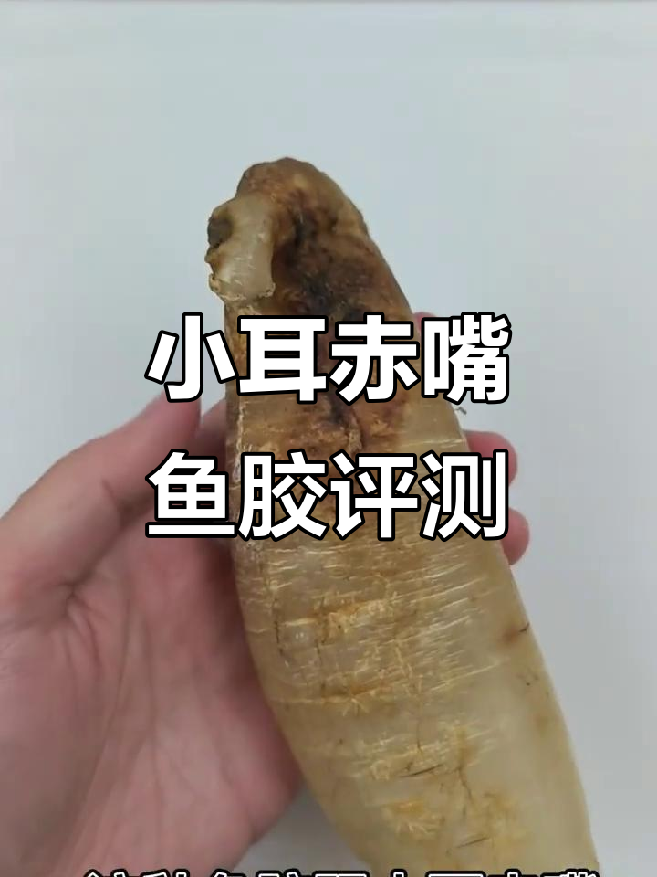 小耳赤嘴鱼胶测评：蒸煮泡发全攻略