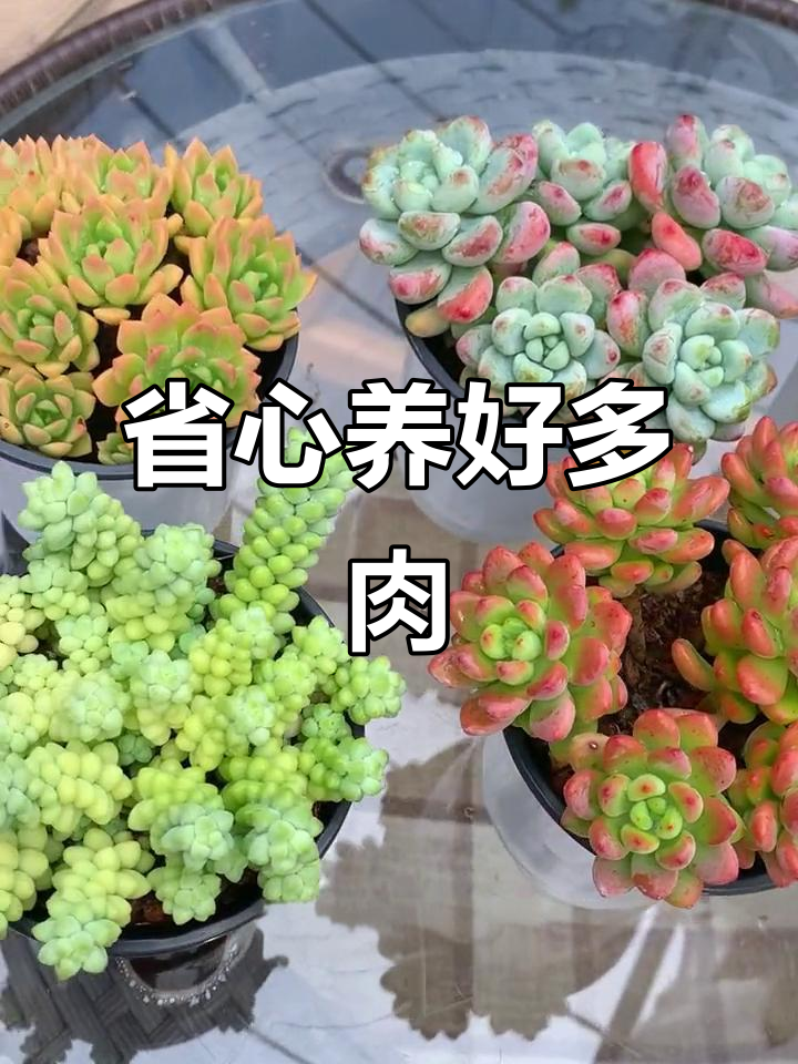 懒人必备!这款多肉植物好养护,轻松拥有美丽盆栽