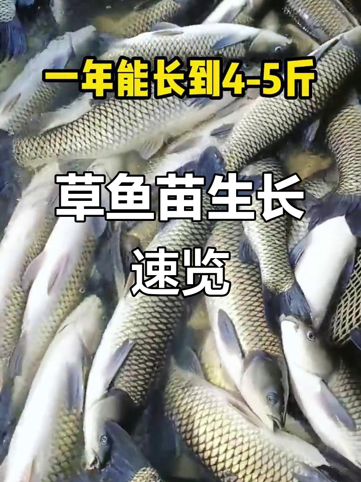 草鱼苗一年能长多大?不同规格的成长速度揭秘