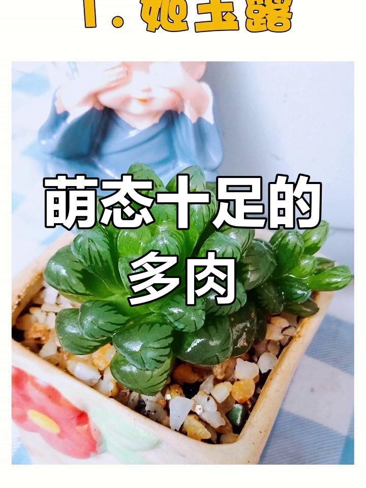 这些多肉植物太可爱了,简直让人无法抗拒!