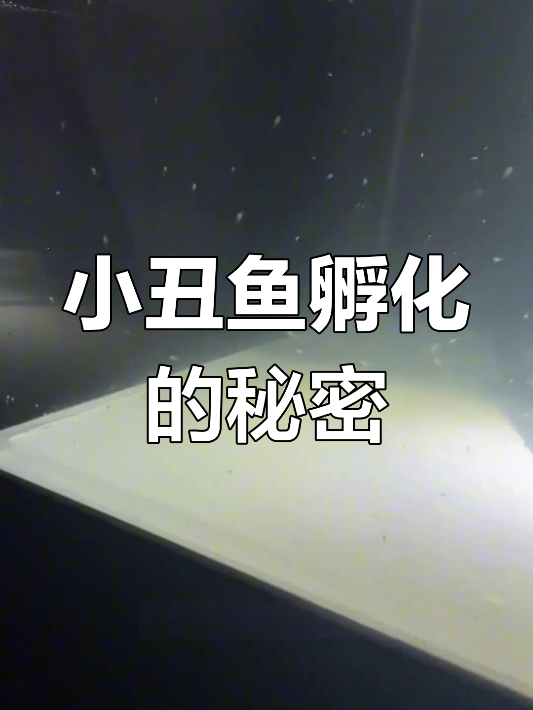 扇暖器如何提高孵化率?揭秘小丑鱼繁殖技巧