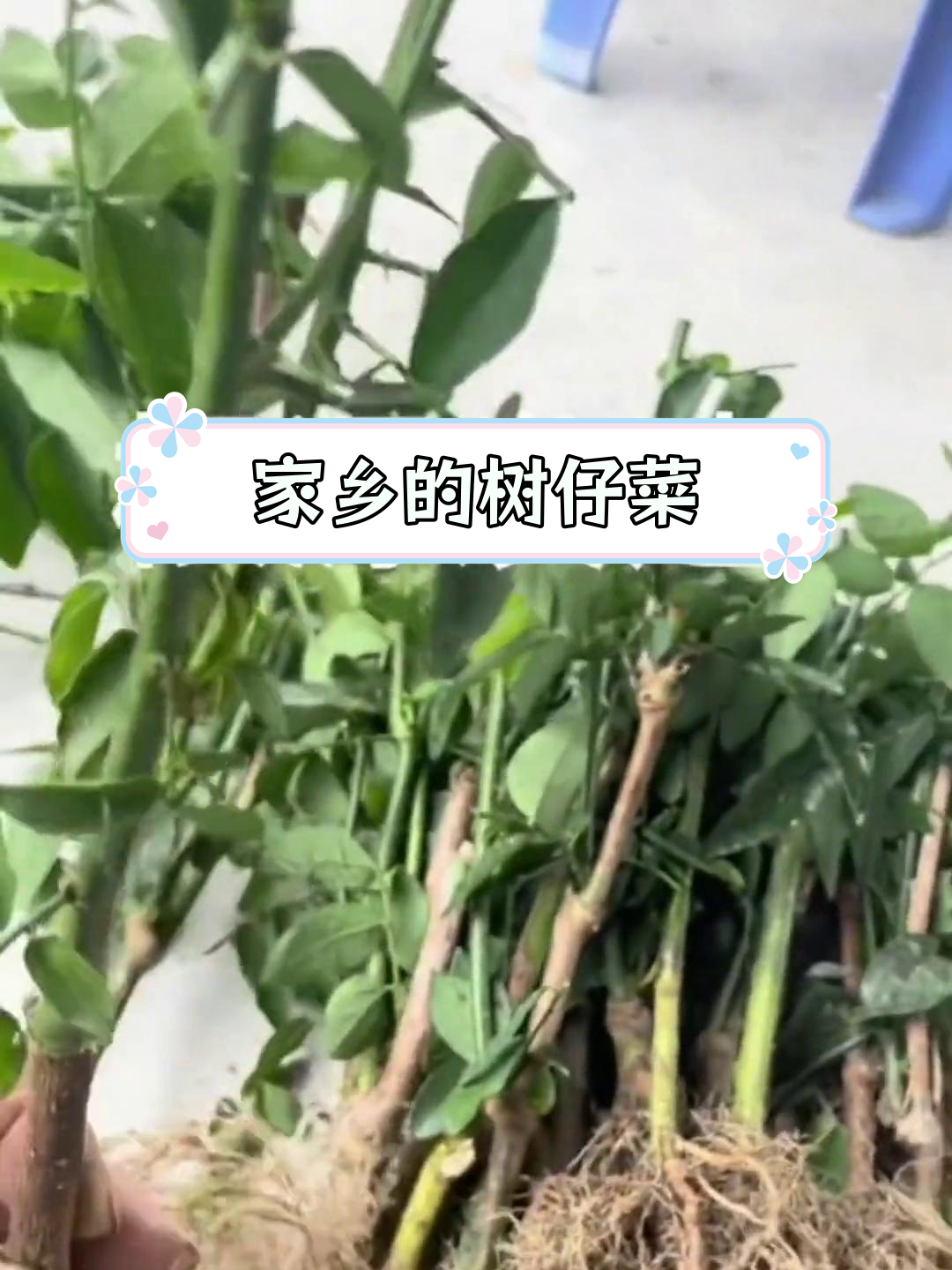 五指山树仔菜,你吃过吗?