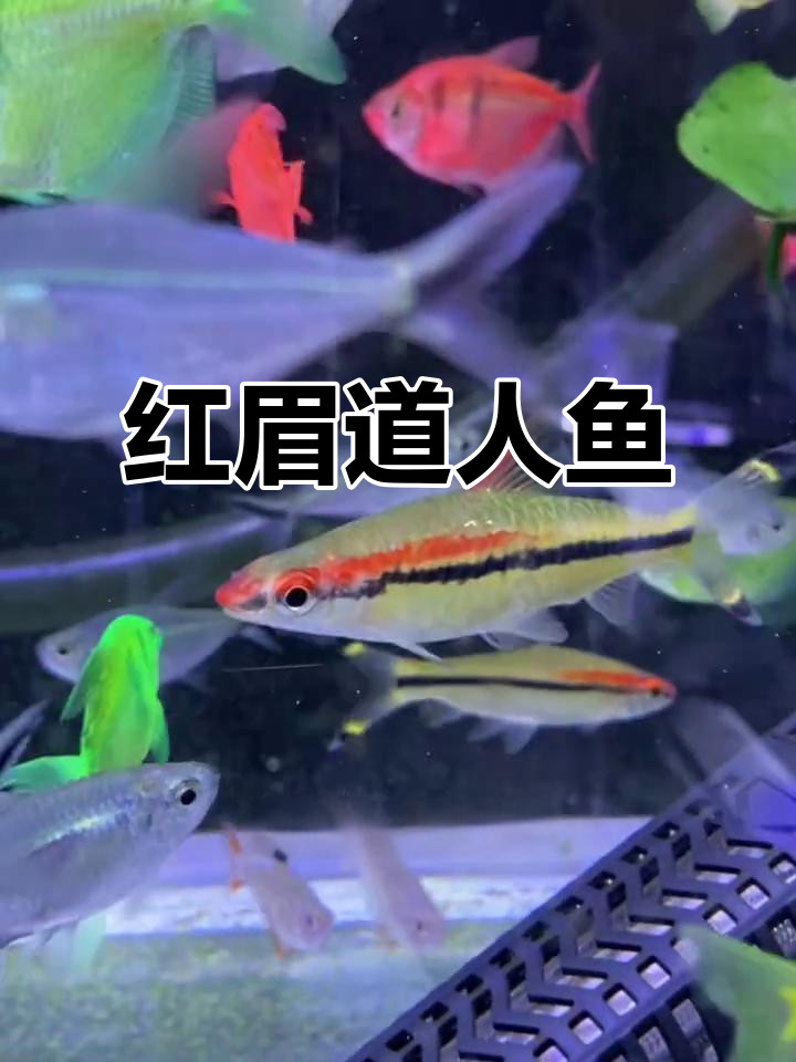 红眉道人鱼,温和灯科鱼类