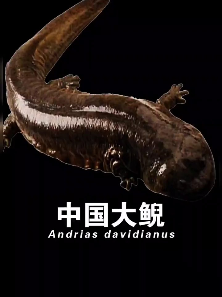 娃娃鱼科普大鲵全面解读