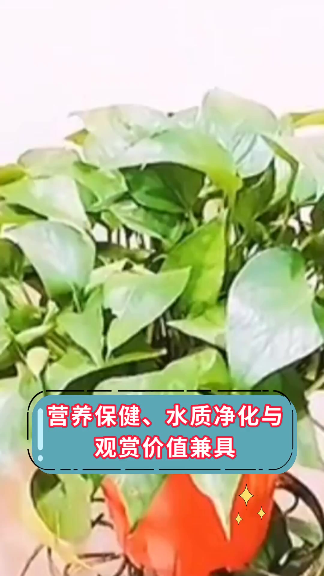 营养保健、水质净化与,观赏价值兼具