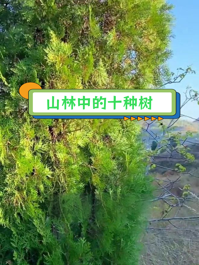 山中常见树木种类,轻松识别