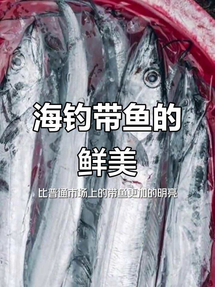 舟山海钓带鱼,新鲜度比冻带鱼高三四倍