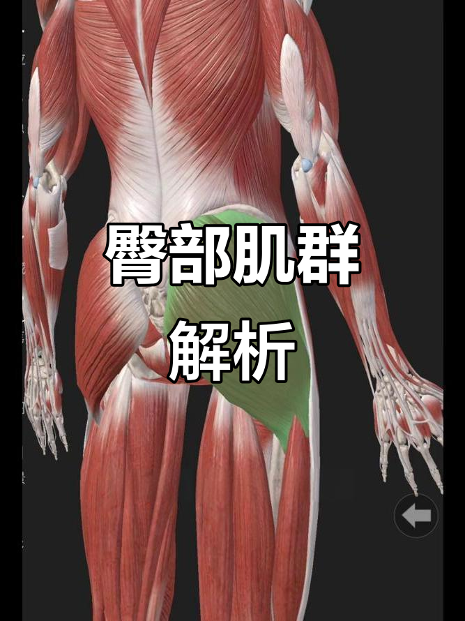 了解臀部肌肉的组成与功能,久坐党必看!
