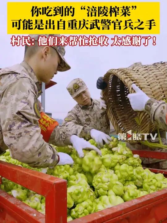 你吃到的“涪陵榨菜”,可能出自重庆武警官兵之手!2月13日,重庆涪陵,武警官兵帮村民抢收青