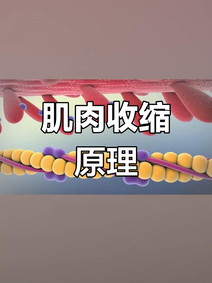 骨骼肌的收缩机制解析