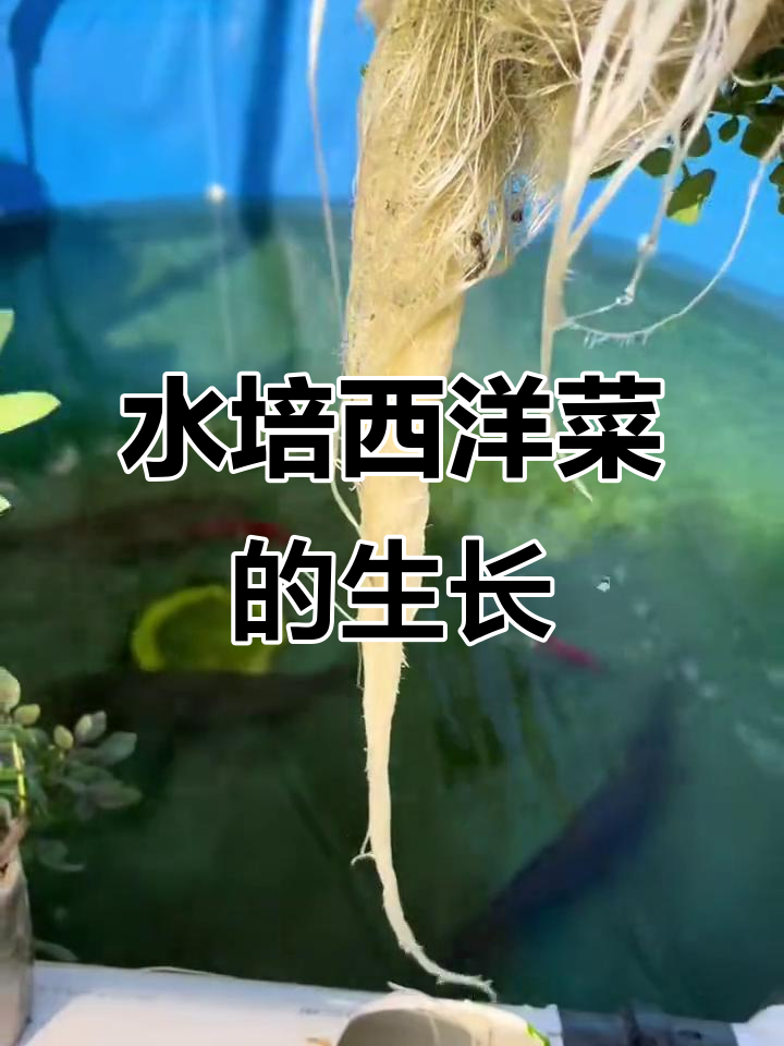 鱼菜共生水培西洋菜,根系强壮又甜美