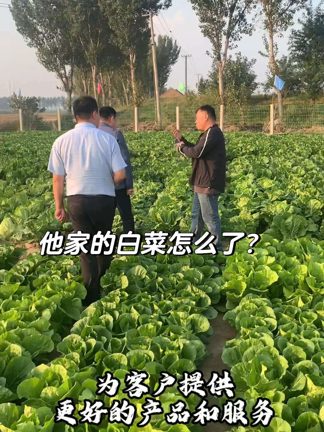 白菜种子