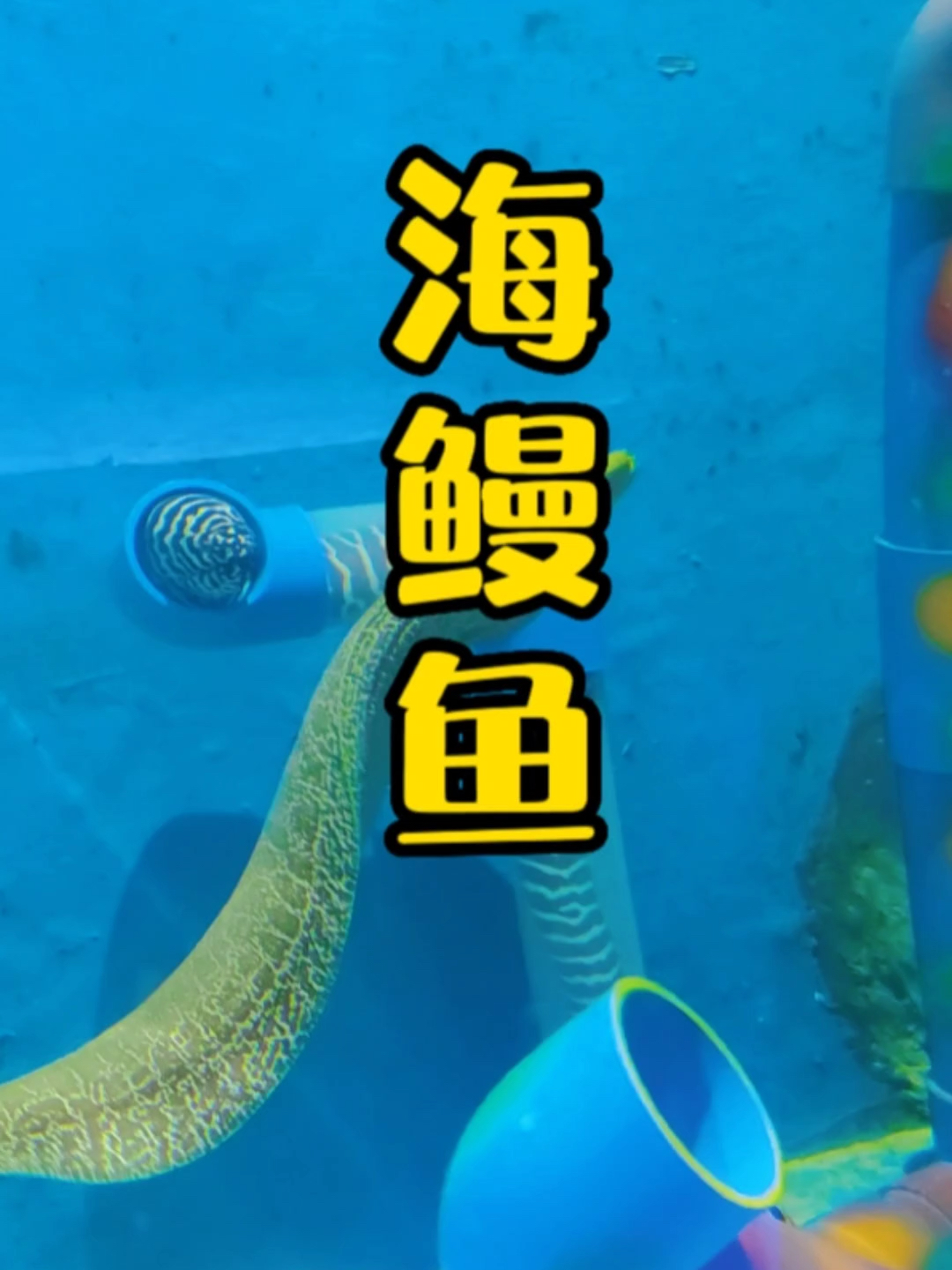海鳗鱼 养在鱼缸里好玩得很