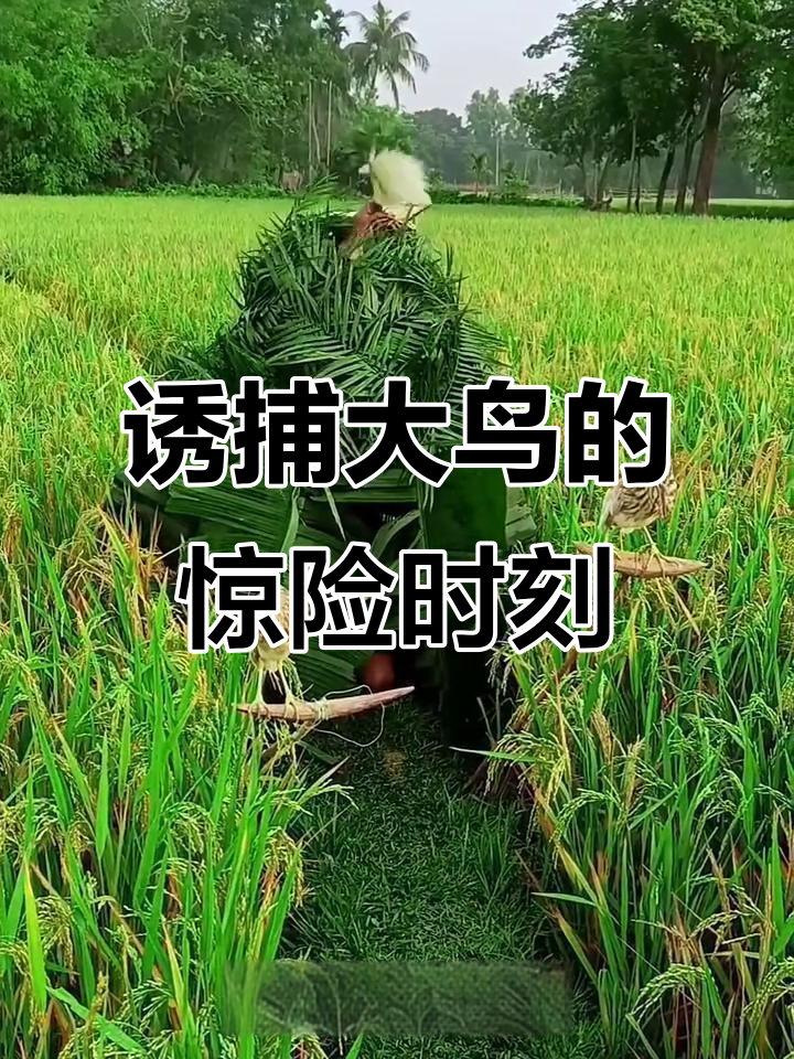 三哥巧妙陷阱捕捉野鸡,爱情诱惑让雄鸟自投罗网