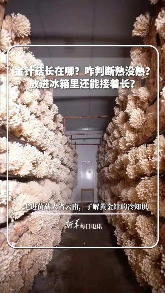 金针菇长在哪?咋判断熟没熟?放进冰箱里还能接着长?走进菌菇大省云南的陆良县,了解关于“黄金