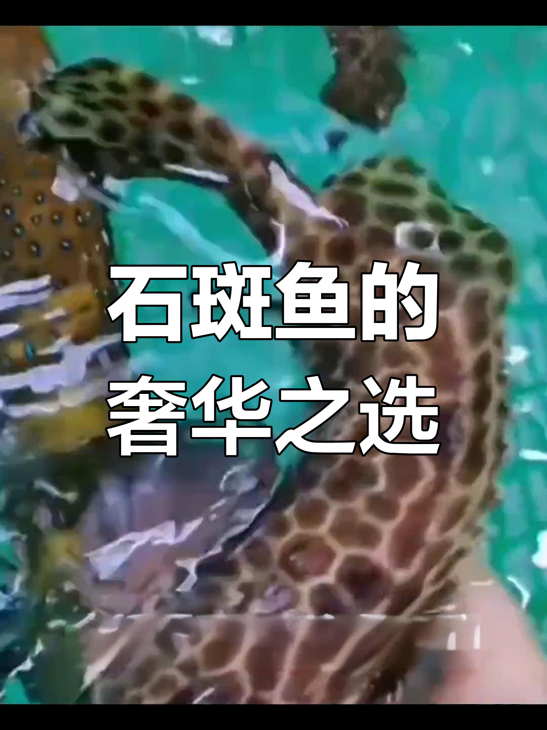 金钱斑,石斑鱼中的贵族,身上布满独特花纹
