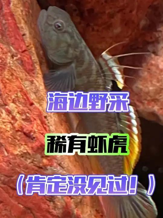 这虾虎太稀有了,捞到的都是小的没发色的,还有一些纹缟虾虎!纹缟虾虎鱼 粘皮虾虎 野采原生鱼