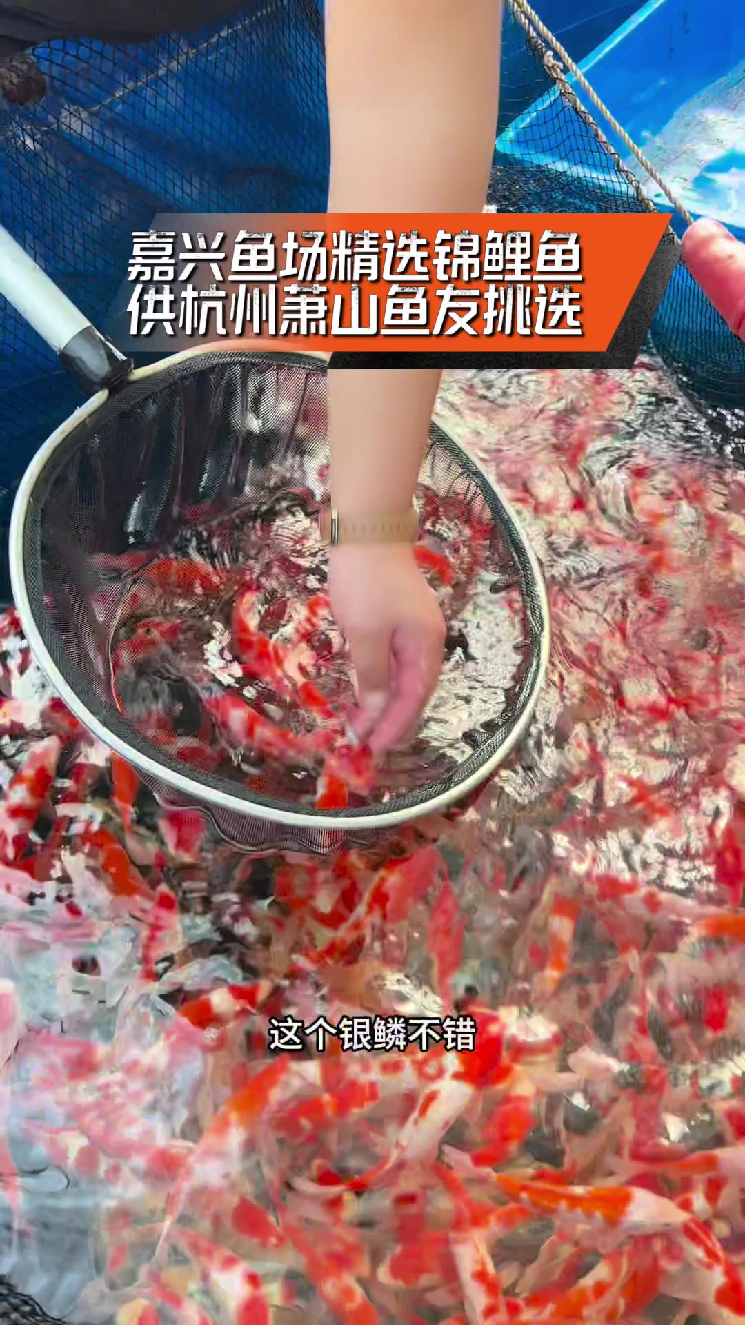 嘉兴鱼场精选锦鲤鱼,供杭州萧山鱼友挑选