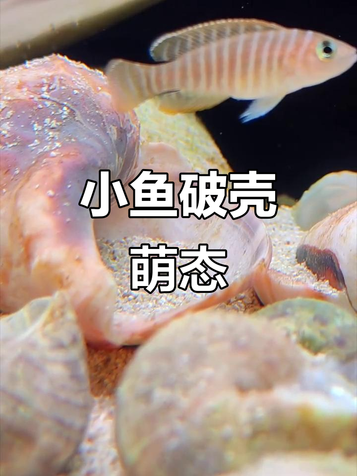 斑马贝鱼产仔,贝壳中探出萌萌的小脑袋!