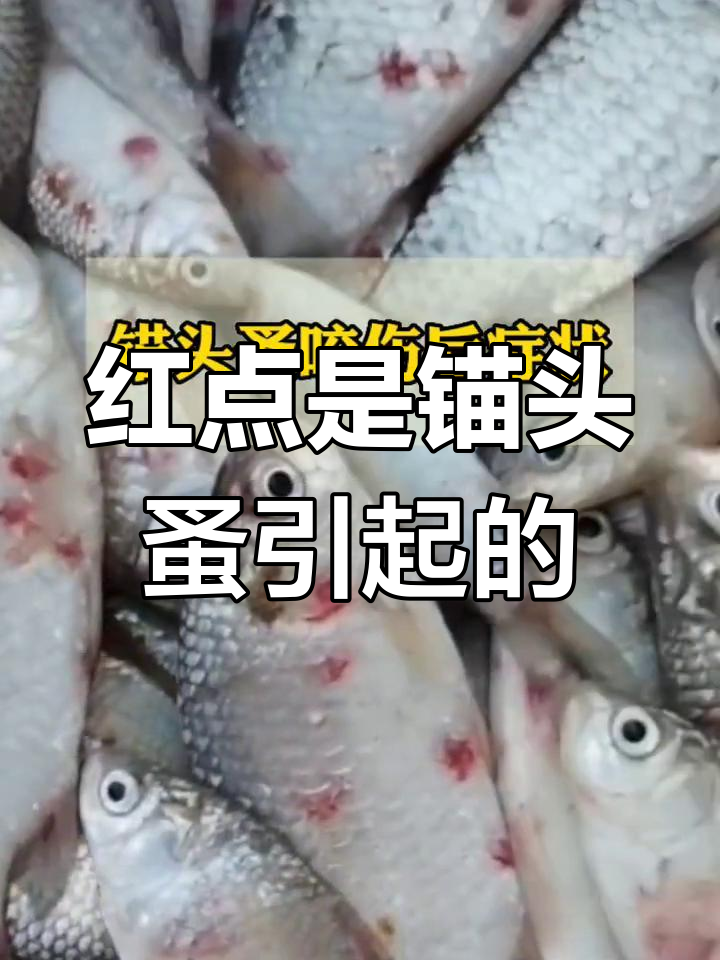 鲫鱼身上红点真相揭秘