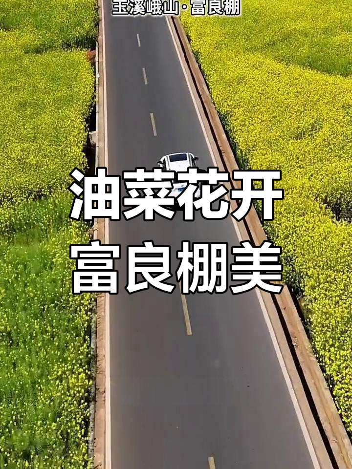 云南油菜花盛开，富良棚美景等你来探！