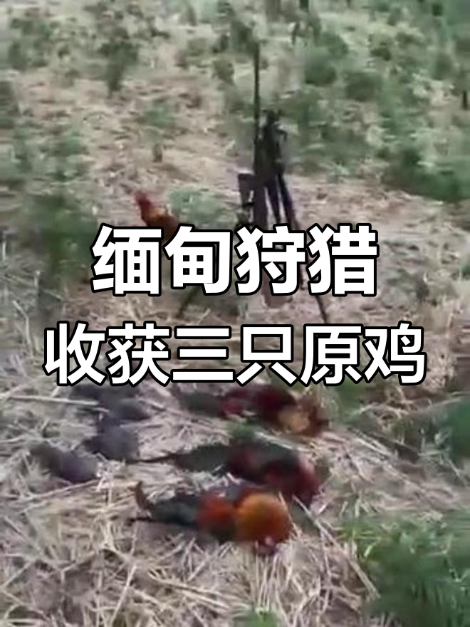 东南亚缅甸合法狩猎,原鸡与斑鸠双丰收