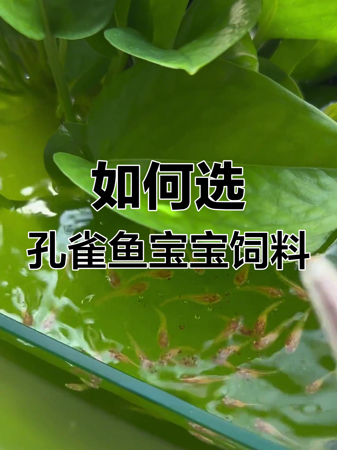 鱼苗开口饲料选择指南,避免脱壳丰年虾卵的坑