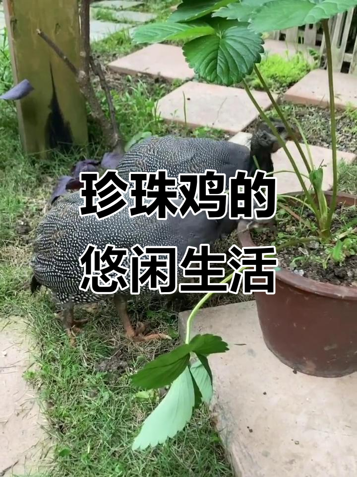 珍珠鸡自由漫步,草不再愁除,鸡蛋堆肥,生活更轻松!