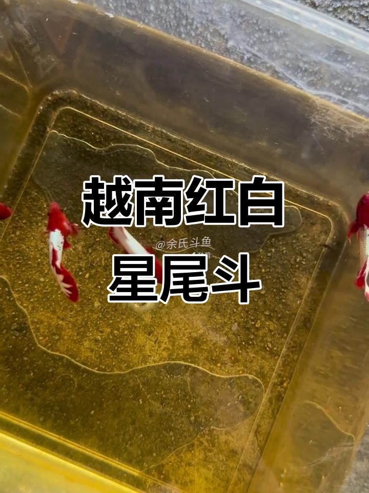 红白越南星尾斗鱼,美丽又迷人